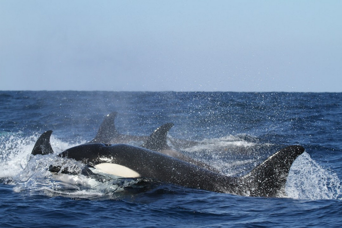 In the foreground an Orca splashed in very blue water. The tail fins of three others can be seen behind. 